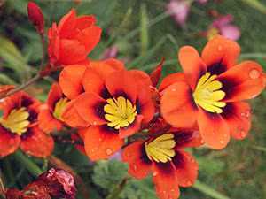 Цветы спараксис «триколор микс» и «джумбо стар микс» (с фото) - проект "цветочки" - для цветоводов начинающих и профессионалов