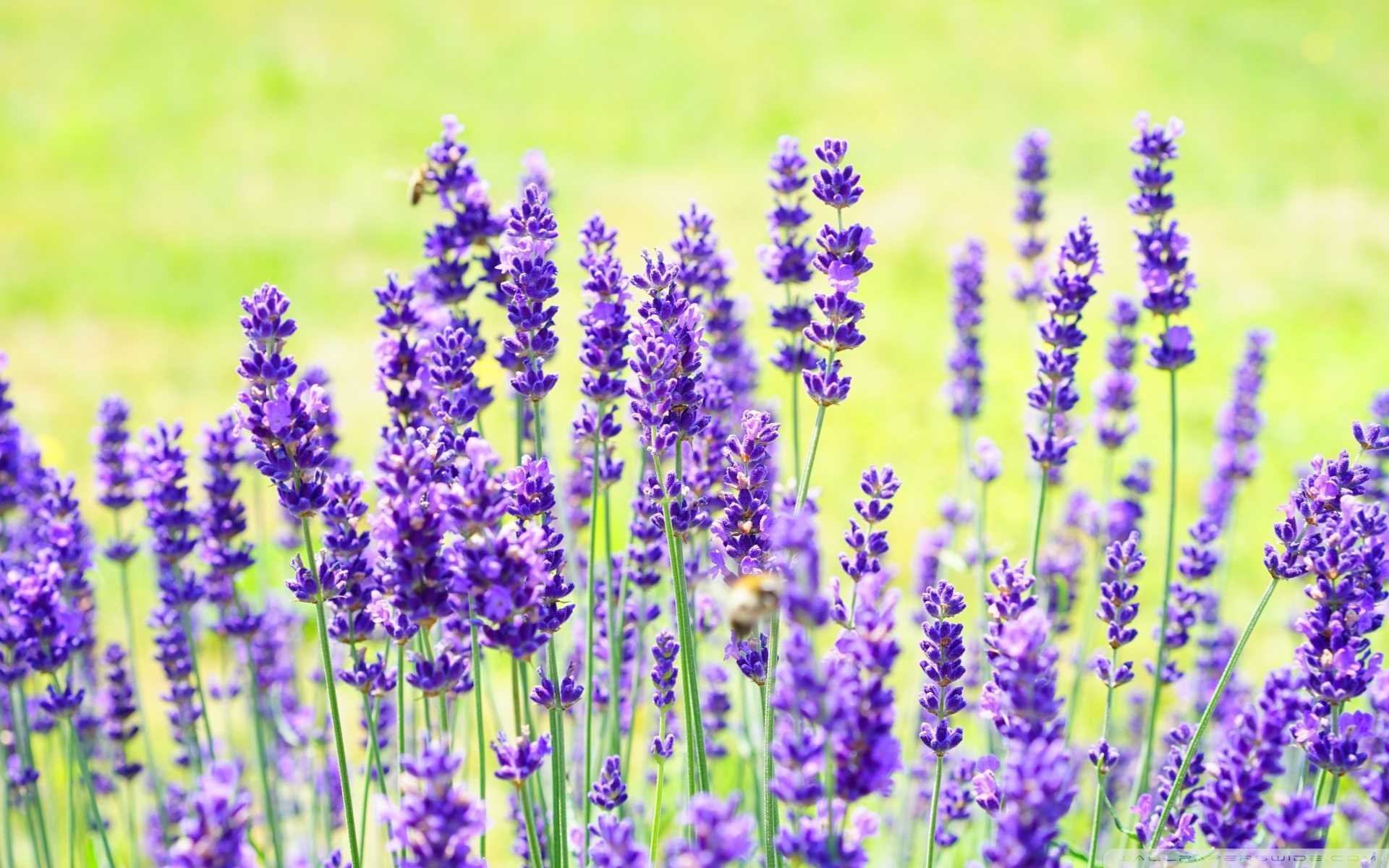 Lavender__ How to