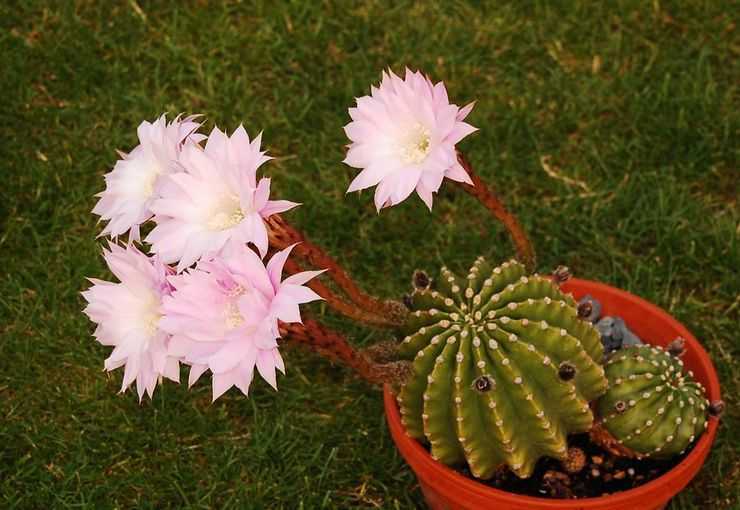 Растение эхинопсис (Echinopsis) является представителем семейства Кактусовые, которое очень популярно среди цветоводов Название «эхинопсис» произошло от греческого слова и переводится как «подобный ежу»