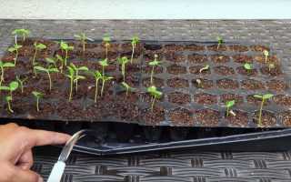 Настурция: выращивание из семян, посадка и уход в открытом грунте, в домашних условиях