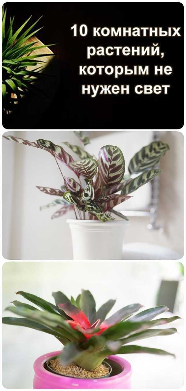 Комнатные цветы которые любят тень (фото и названия) и домашние растения не любящие свет в квартире