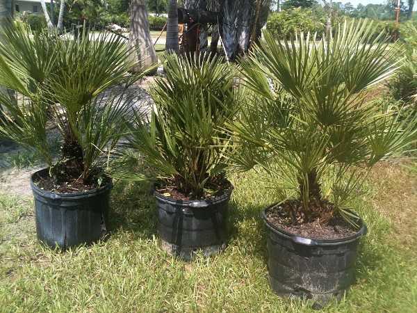 Пальма хамеропс: уход в домашних условиях, выращивание из семян
