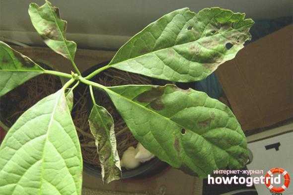 У комнатных растений сохнут листья и засыхают кончики листьев: что делать