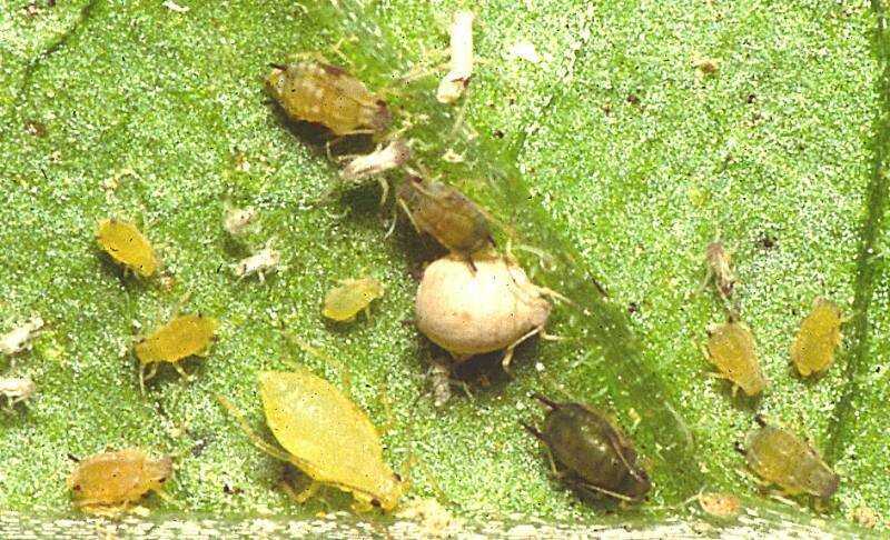 Бусидо от колорадского жука: как разводить, применение, отзывы