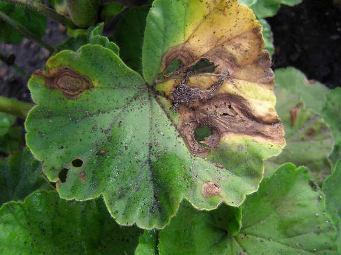 Бурая пятнистость листьев: лечение и профилактика, фото, как бороться, средства