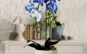 Плейоне – орхидея-павлин, или индийский крокус