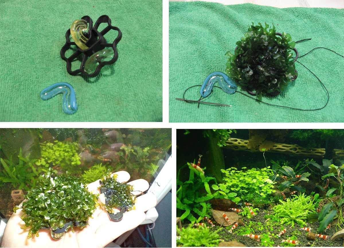 Аквариумный папоротник (18 фото): виды растений для аквариума, правила содержания индийского, таиландского и других папоротников