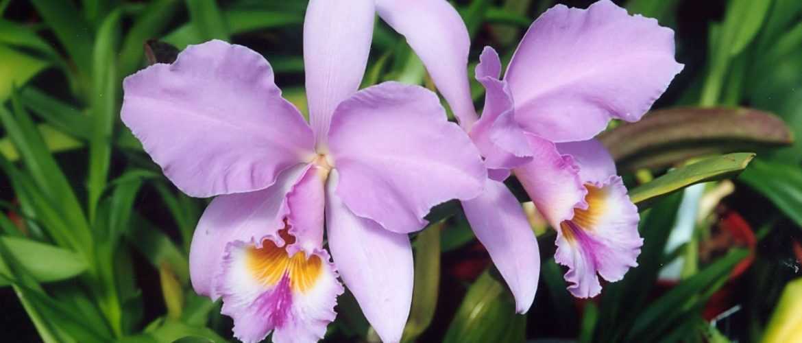 Необычная орхидея каттлея: описание сорта и уход