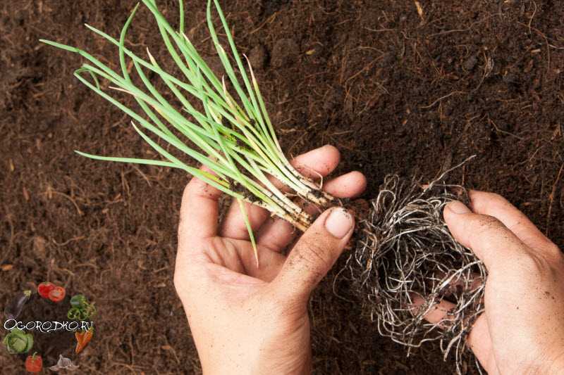 Как правильно омолодить и размножить лук-батун? — ботаничка.ru