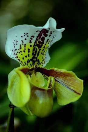 Орхидея пафиопедилум (венерин башмачок): уход и описание видов - Проект "Цветочки" - для цветоводов начинающих и профессионалов