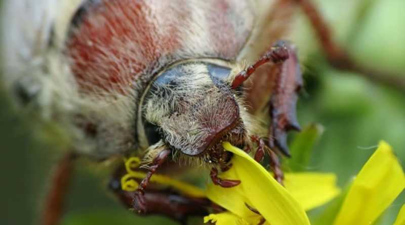 Майский жук - история, описание вида, среда обитания, образ жизни,и интересные факты о насекомом а также фото и видео