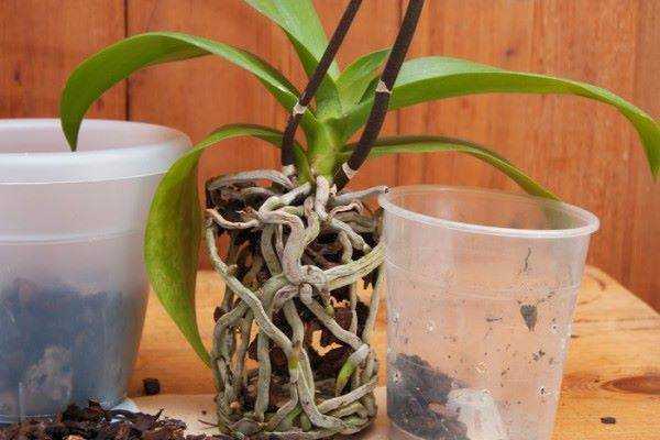 Секреты выращивания орхидей в домашних условиях
