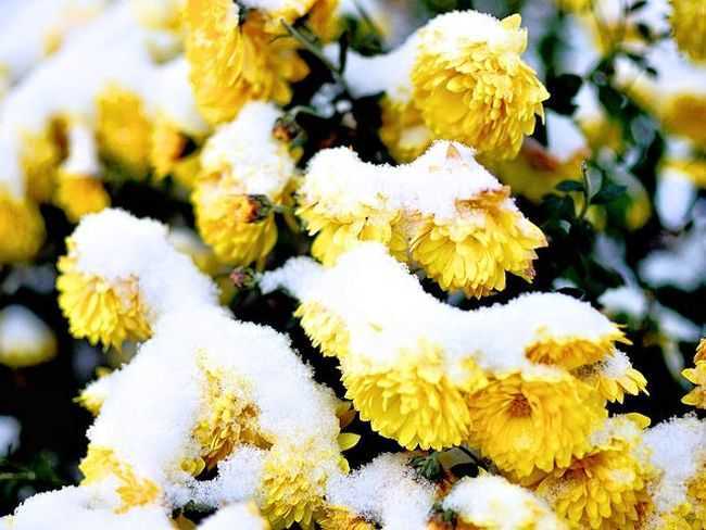 Как сохранить хризантемы зимой не выкапывая: сорта, способы укрытия растений для зимовки в открытом грунте