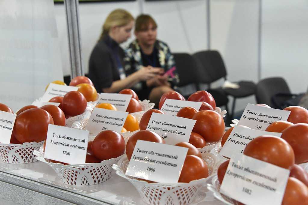 Посадка семян помидоров в открытый грунт: можно ли подготовить почву для посева томатов ранней весной, а также рекомендации, как правильно вырастить урожай русский фермер