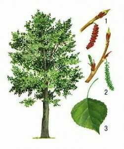 Растение тополь является наиболее распространенным деревом на территории России Оно наиболее часто применяется для озеленения как сельских, так и городских улиц