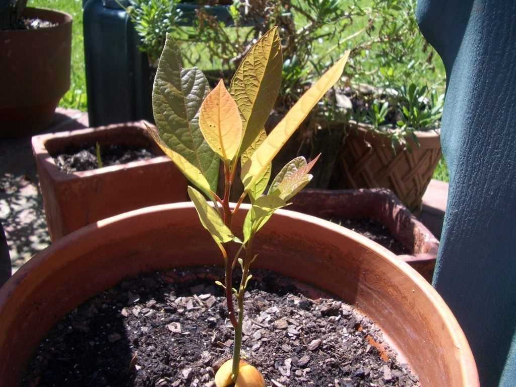 Выращивание манго из косточки в домашних условиях, с фото и видео