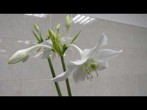 Комнатный цветок эухарис: уход и размножение в домашних условиях