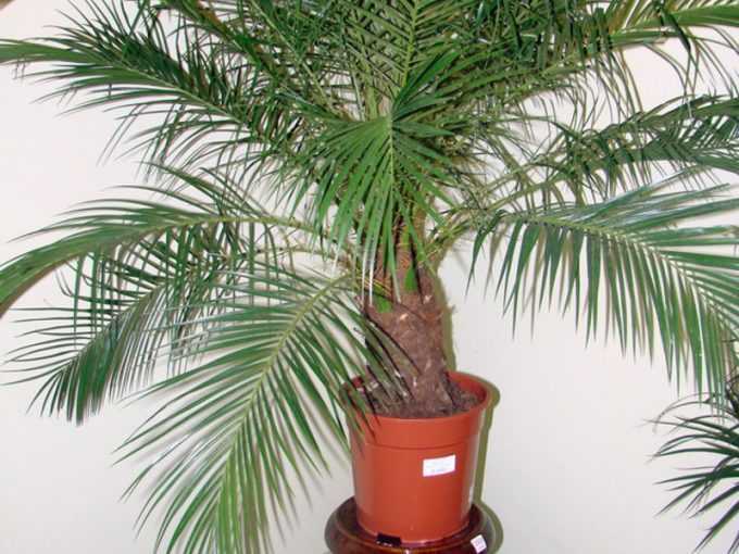 Семена пальмы: как вырастить экзотическое растение из семян в домашних условиях