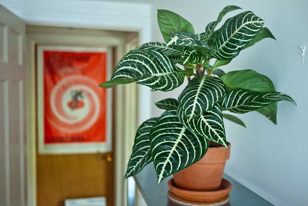 Афеландра — уход в домашних условиях, значение комнатного растения в доме