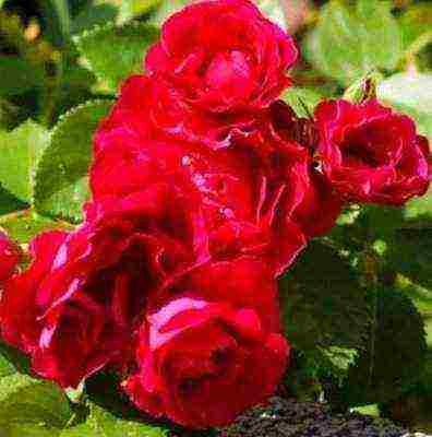 Розы дэвида остина — самые популярные сорта