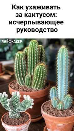 Препараты для лечение кактусов аптечка кактусиста / кактусёнок.ру