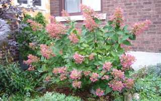 Метельчатые гортензии белые, красные и розовые: размножение, как посадить в саду