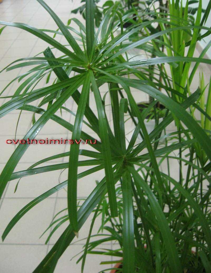 Циперус cyperus - уход в домашних условиях, виды, размножение, проблемы выращивания