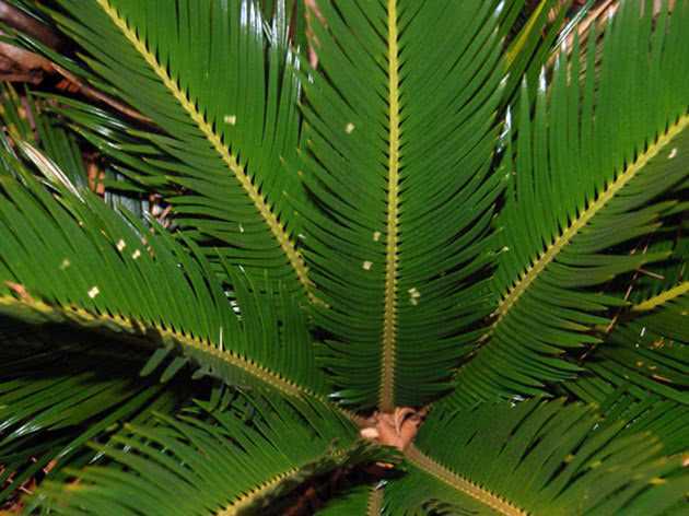 Растение цикас — экзотическая пальма в «панцире»! правила ухода в домашних условиях