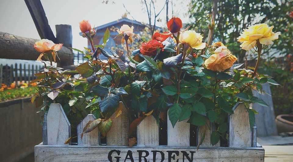 Правила посадки садовых роз в открытый грунт на даче - Проект "Цветочки" - для цветоводов начинающих и профессионалов