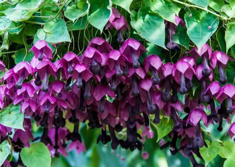 Растение родохитон: фото, сорта, выращивание из семян в домашних условиях, посадка и уход