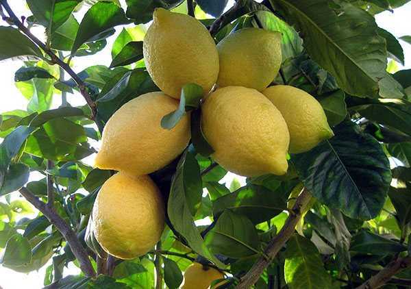 Как привить лимон в домашних условиях, чтобы он плодоносил