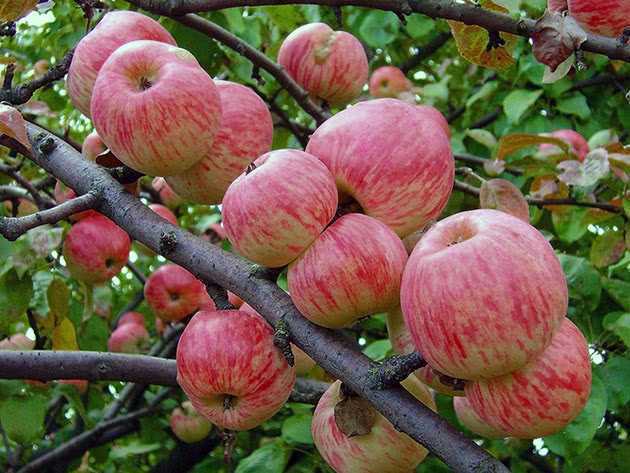 Дерево декоративная яблоня: описание видов и сортов, уход и обрезка декоративной яблони