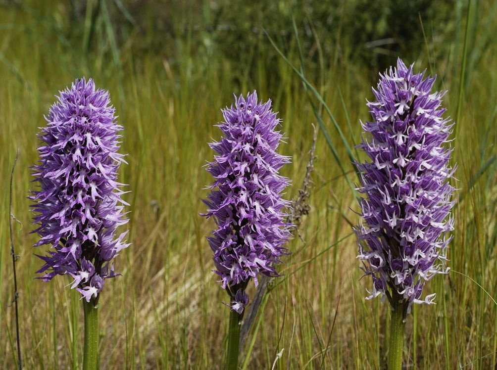 Прекрасные орхидеи в природе: как и где растут?