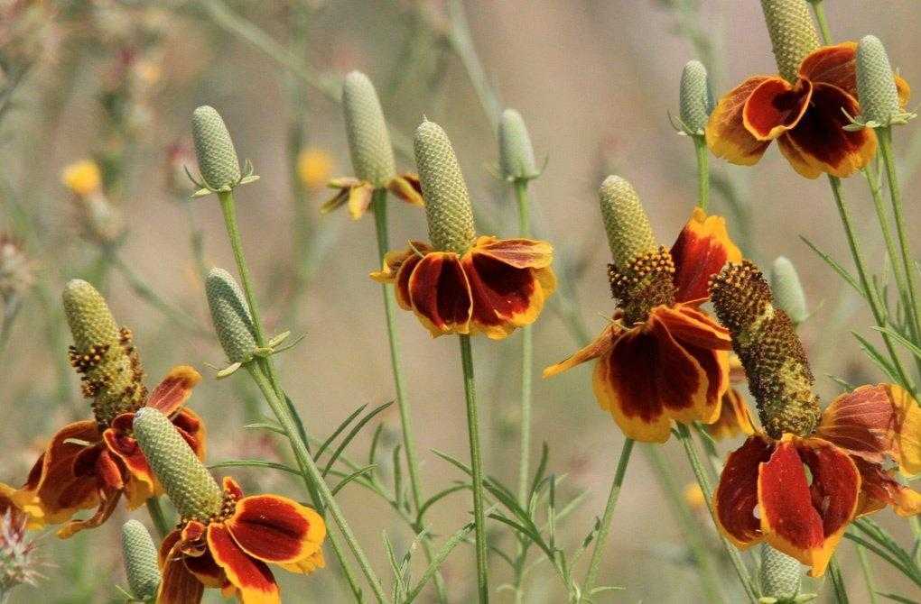Как правильно высаживать и выращивать семена цветка мексиканская шляпа