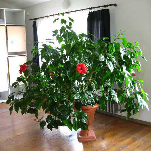 Китайская роза — уход в домашних условиях и размножение