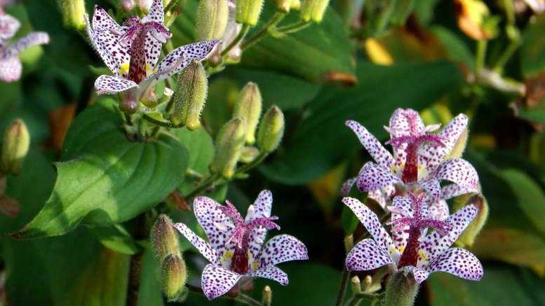 Трициртис - фото, посадка и уход в домашних условиях, выращивание садовой орхидеи, описание растения