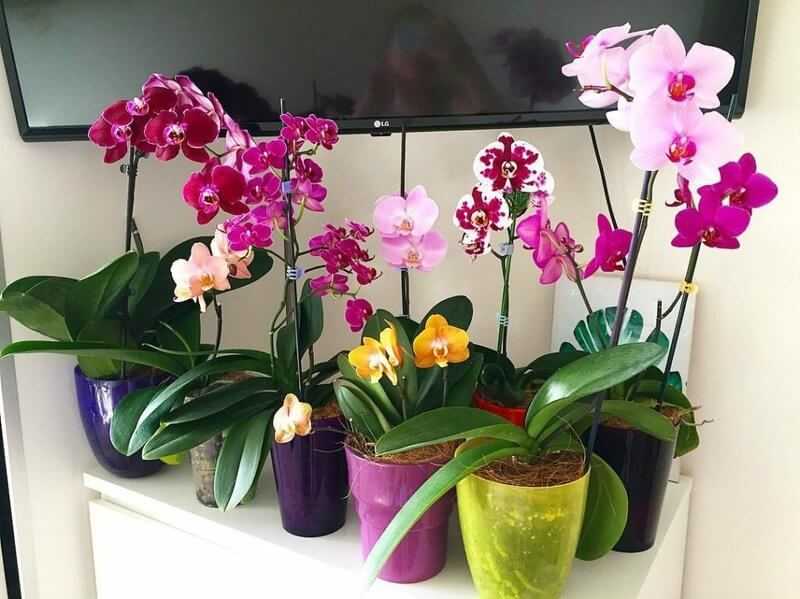 Удобрение для орхидей: популярные магазинные составы и лучшие народные средства + сроки и разновидности подкормок