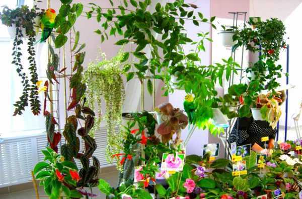 Пальма трахикарпус форчуна и вагнера (с фото) - проект "цветочки" - для цветоводов начинающих и профессионалов