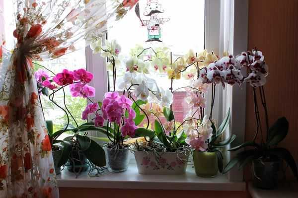 Пересадка и уход за орхидеей в домашних условиях: фото и видео о правильном поливе, подкормке и обрезке цветов фаленопсиса после проведения процедуры