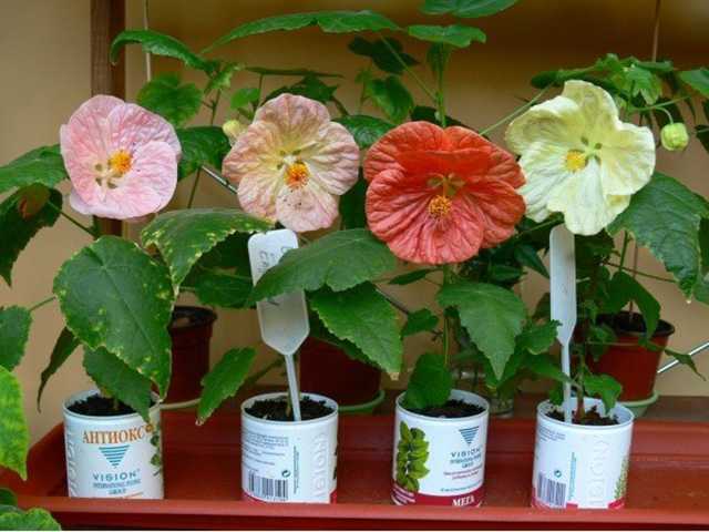 Клен абутилон: как вырастить комнатное растение
