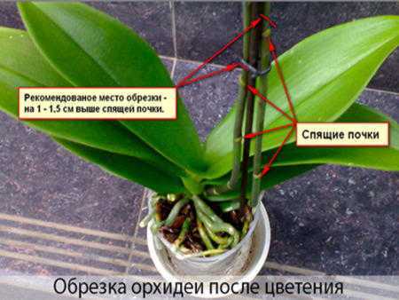 Особенности орошения спатифиллума. как поливать цветок в домашних условиях?