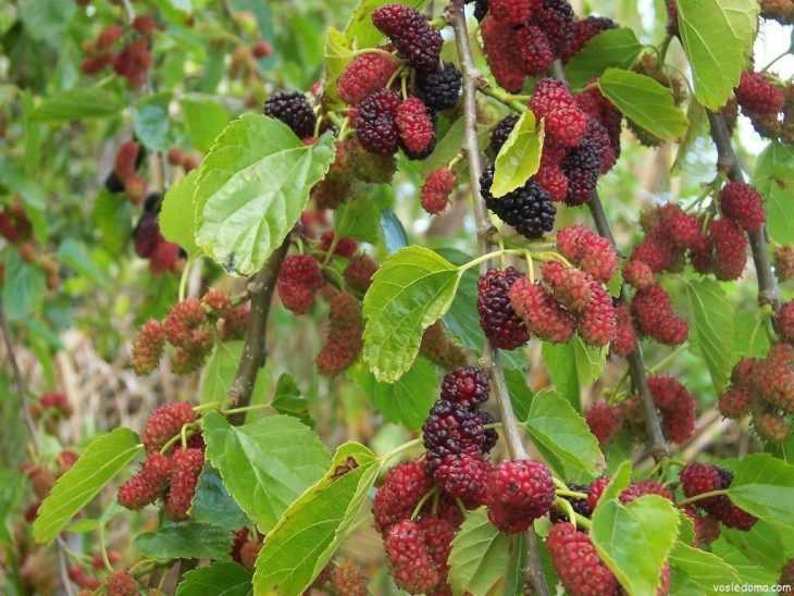 Шелковица: фото, описание сортов, полезные свойства ягод