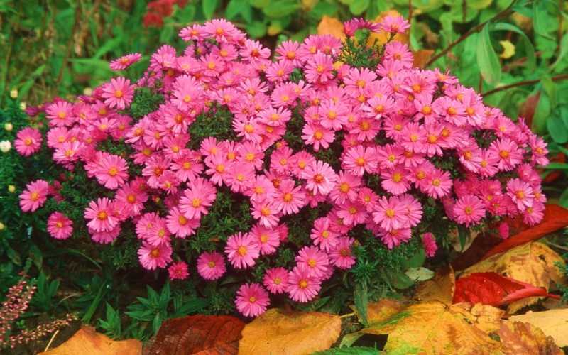 Цветы сентябринки (астра виргинская) – видовое разнообразие, особенности посадки и ухода
