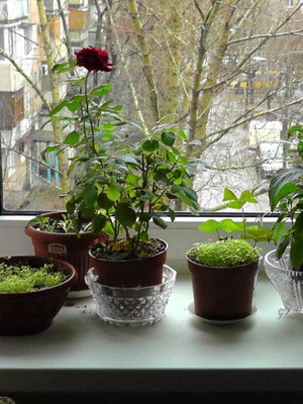 Тилландсия - уход в домашних условиях, фото цветка, размножение, полив, грунт