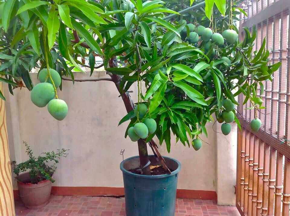 Манго из косточки: как посадить, удобрять и вырастить своими руками манговое дерево