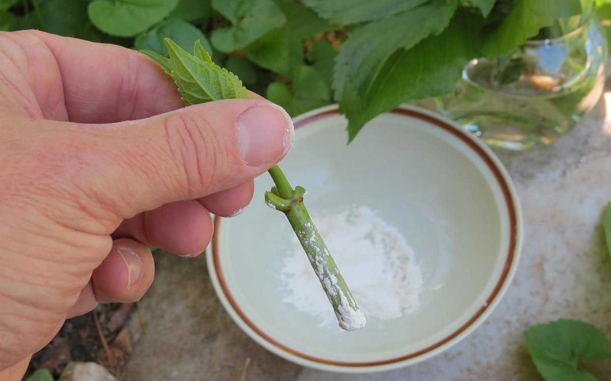 Хризантемы размножение черенками из букета: немного об уходе