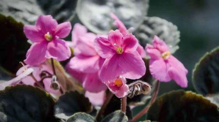 Розовые фиалки: описание, выращивание и уход + фото
