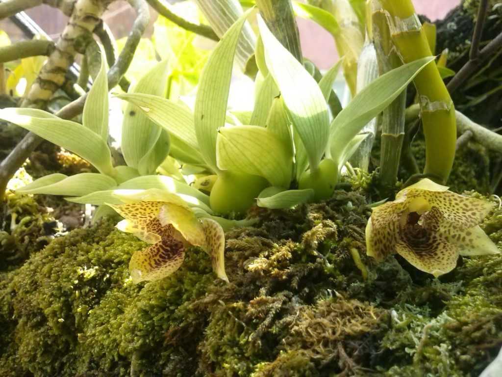 Орхидея зигопеталум: уход в домашних условиях, виды, пересадка при покупке