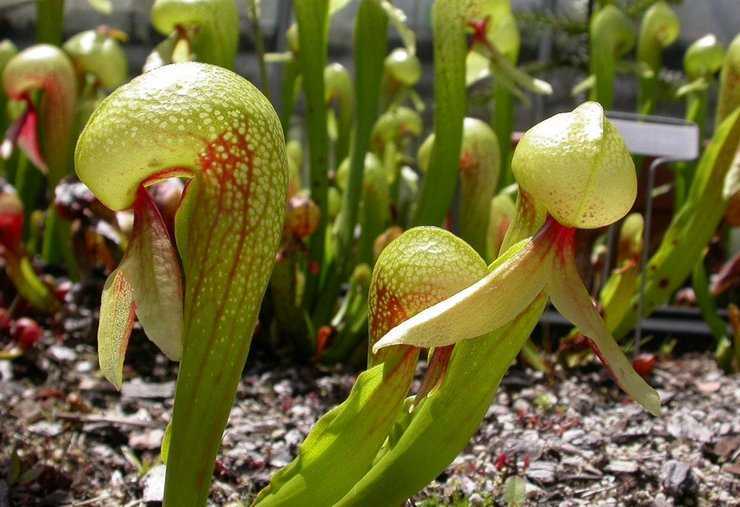 Дарлингтония ― это плотоядное растение, являющееся многолетником В природных условиях его можно повстречать в Южном Орегоне и Северной Калифорнии США