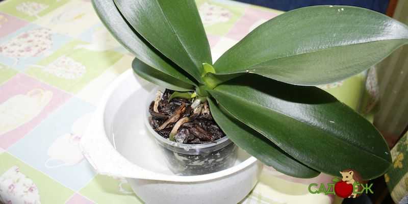 Как поливать орхидею фаленопсис в домашних условиях во время и после цветения